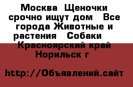 Москва! Щеночки срочно ищут дом - Все города Животные и растения » Собаки   . Красноярский край,Норильск г.